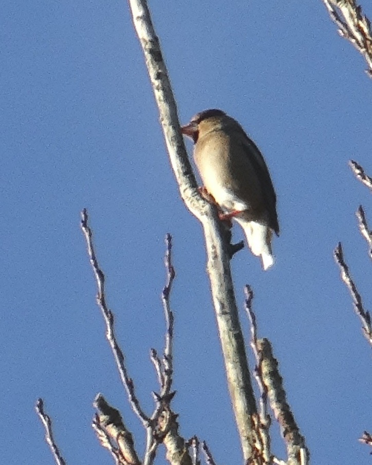 hawfinch